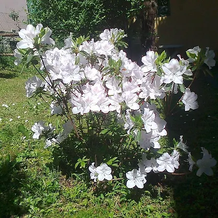 بيت ضيافة Il Guscio